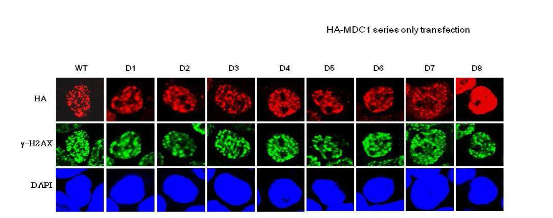 MDC1 도메인이 γ-H2AX의 foci 형성에 미치는 영향