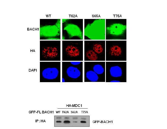 BACH1 mutant가 MDC1 기능에 미치는 효과