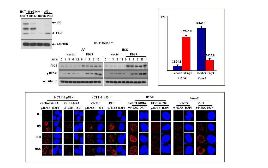 PIG3에 의한 γH2AX foci 조절