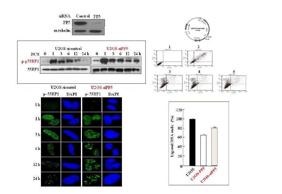 PP5 결핍 및 과발현에 의한 DNA 수복 활성 변화