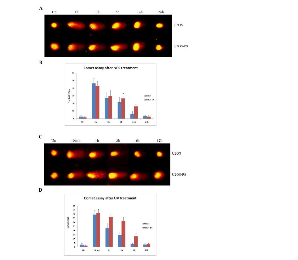 DNA 수복활성 분석 (comet assay)