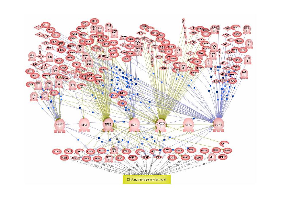 DNA 수복 조절 전사인자 네트워크 분석