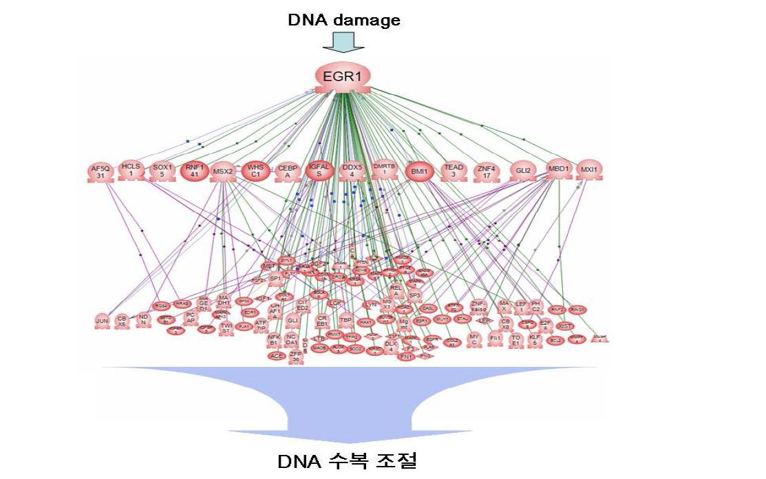 Egr-1에 의한 DNA 수복 유전자 발현 조절 네트워크 분석