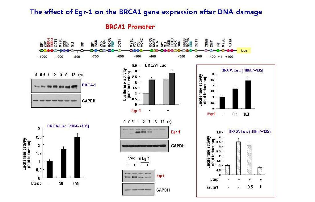 BRCA1 발현조절 인자 규명