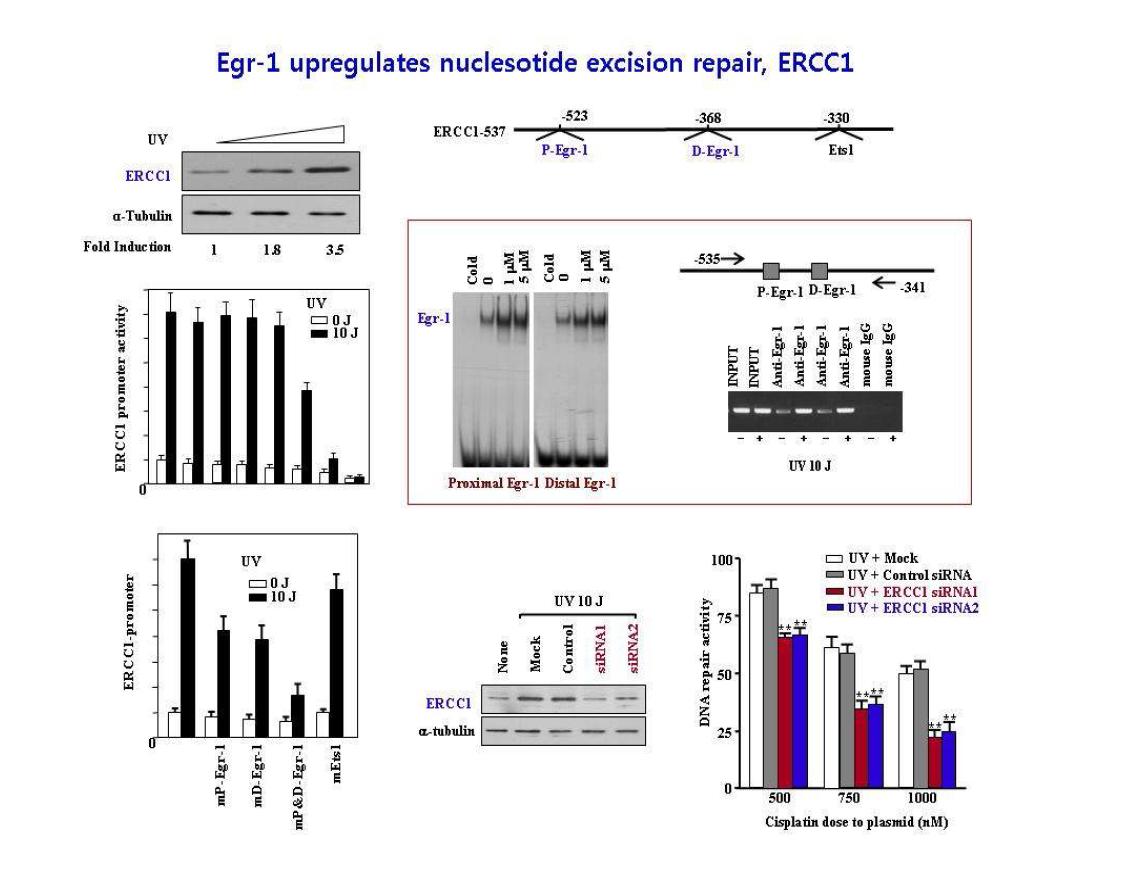 XRCC1 발현인자 규명