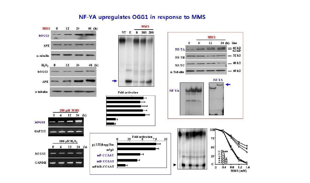 OGG1 발현 중가 조절 인자 연구