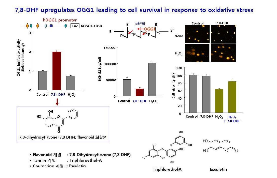OGG1 발현 조절 외부 물질 규명 연구