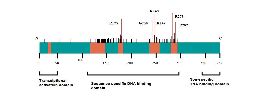 p53 functional domain