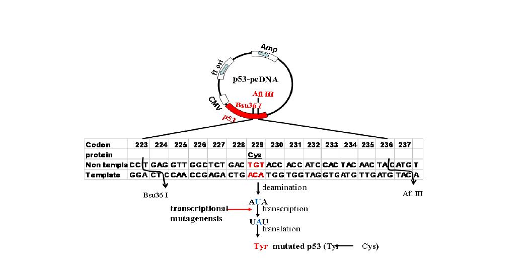 p53 돌연변이 측정 백터 원리