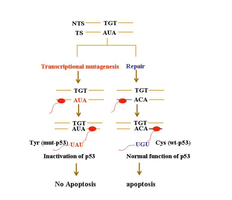 p53 유전자를 사용하여 전사체 돌연변이 측정용 벡터를 만든 후 세포에 넣어서 나타나는 결과를 도식화하였음. p53의 229번째 template codon을 정상적인 ACA가 아닌 AUA (uracil을 첨가)로 치환하여 세포내에서 전사돌연변이가 발생하였을 때 나타나는 세포사멸사 반응을 도식화 한 것임