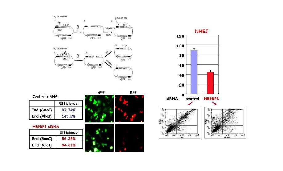 HSPBP1 결핍시 DNA 수복활성 감소