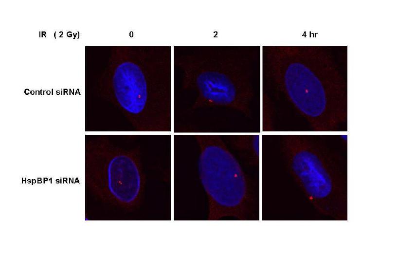 HSPBP1 결핍시 DNA 수복활성 감소