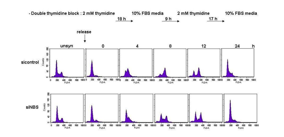 control 및 NBS1 결핍세포에서 thymidine double block 및 nocodazol 투여 후 cell cycle 변화