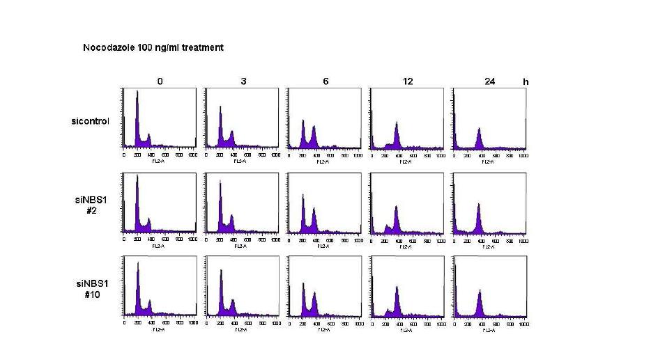 nocodazole 투여 후 control 및 NBS1 결핍세포에서 cell cycle 변화