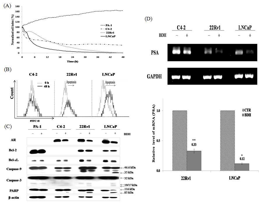 HY1553의 Androgen 에 대한 반응성이 다른 PA-1, C4-2, 22Rv1, LNCaP cells 에서의 apoptosis 유도 정도의 차이