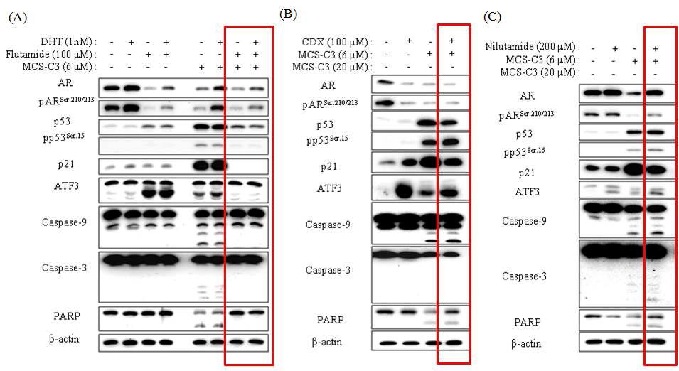 MCS-C3의 세포 사멸 유도 효과와 관련된 androgen antagoist 효과의, 일반적 androgen antagonist 들과의 비교 (A): Flutamide, 100 μM, 30 min., (B): Casodex, 100 μM, 30 min., (C): Nilutamide, 200 μM, 30 min.