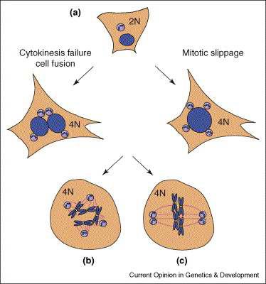 Tetraploidy promotes genomic instability.