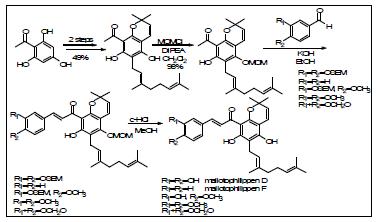 Mallotophilippens D, F 및 그 유도체들 합성