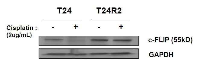 T24 and T24R2 cells were treated with 0.5ug/ml of cisplatin for 48h and expression of c-FLIP was assessed by Western blotting. Compared to T24, T24R2 cell has higher expression of c-FLIP even before cisplatin treatment. Treatement of T24 with 5ug/ml of cisplatin completely abrogated c-FLIP expression while there was nearly no changes in c-FLIP expression in T24R2 after cisplatin treatment.
