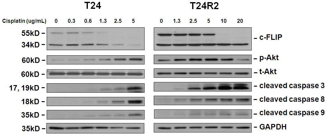 T24 and T24R2 cells were treated with increasing dose of cisplatin for 48h and expression of c-FLIP, p-Akt, t-Akt, caspase 3, 8, and 9 were analyzed by Western blot. Cisplatin treatment abrogated c-FLIP expression in both cell lines in a dose-dependent pattern which was accompanied by serial increase of caspase-3, -8, -9, p-Akt, and t-Akt. Compared to T24, T24R2 required higher dose of cisplatin to suppress c-FLIP expression and to induce caspases and Akt expression.