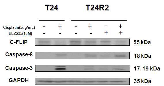 T24 and T24R2 cells were treated with BEZ235 and cisplatin alone or in combination for 72hr and c-FLIP, caspase 3, and 8 expressions were analayzed by Western blot. Treatment of T24 cells with cisplatin caused down-regulated expression of c-FLIP which was accompanied by increased expression of caspase 3 and 8. Compared to this treatemtn of T24R2 cells with cisplatin or NVP-BEZ235 alone didn' t result in any significant changes of c-FLIP or caspase 3 and 8 expression. When T24R2 cells were treated with cisplatin and NVP-BEZ235 together, there was significant decrease in c-FLIP expression and increased expression of caspased 3 and 8.