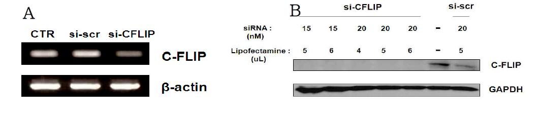 T24R2 cells was transfected with c-FLIP siRNA or control scrambled siRNA. 48hr after transfection, suppression of c-FLIP expression was analyzed by RT-PCR(A) and western blot(B).