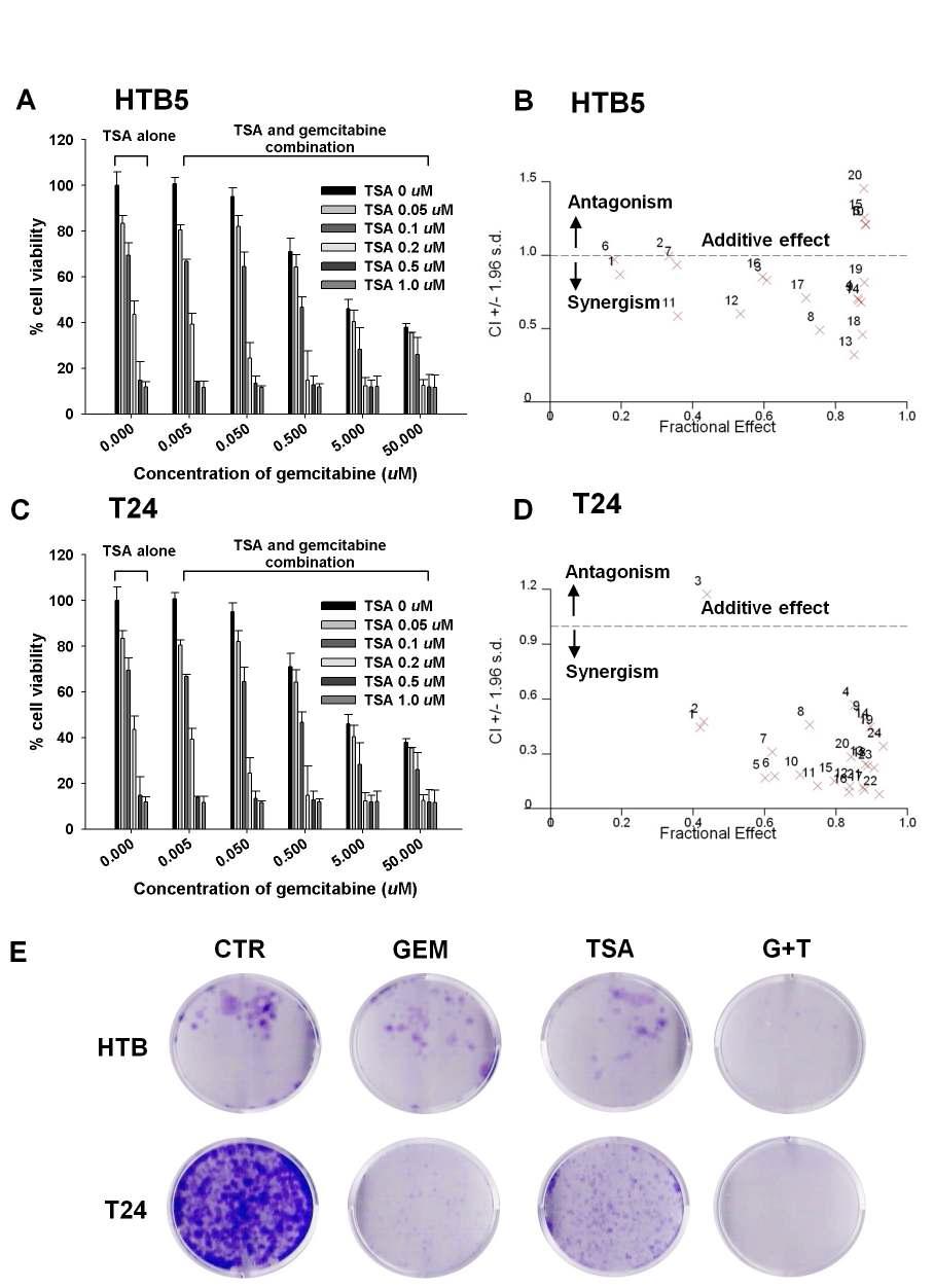 Synergistic anti-tumor effect of gemcitabine and TSA in human bladder cancer cells. HTB5 (A ) and T24 (C ) cells were treated with an increasing dose of gemcitabine (0.005– 50.0 μM) and / or TSA (0.05– 1.0 μM) for 48 hours, and changes in cell proliferation was determined by the CCK-8 assay. The result was compared with that of HTB5 and T24 cells treated with the same dose of gemcitabine. Each daa point represents the mead ± SD of three independent experinents. Synergism between gemcitabine and TSA in HTB5 (B ) and T24 (D ) was determined by the combination index (CI), in which CI 1 (above dotted line) indicate synergistic, additive, and antagonistic effects between two drugs, respectively. (E ) Representative pictures of colonies of HTB5 and T24 cells formed after gemcitabine (GEM), TSA singe or combination (G+T) treatment.