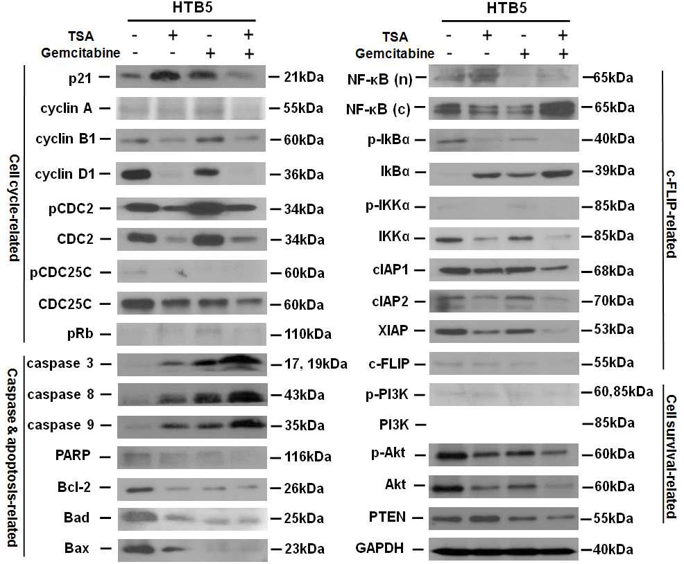 Western blot analysis of protein expression in HTB5 cells. HTB5 cells were exposed to gemcitabine (5.0 μM) and/or TSA (0.2 μM) for 48 hours and cell cycle (p21WAF1/CIP1, cyclin A, cyclin B1, cyclin D1, pCDC2, CDC2, pCDC25C, CDC25C, pRb), apoptosis (caspase-3, caspase-8, caspase-9, PARP, Bcl-2, Bad, Bax, cytochrome c), NF-κB (NF-κB, p-IkBα, IkBα, p-IKKα, IKKa, cIAP1, cIAP2, XIAP, cFLIP), survival (p-PI3K, PI3K, p-Akt, Akt, p-mTOR, mTOR, PTEN)-related protein expression was analyzed by Western blot analysis