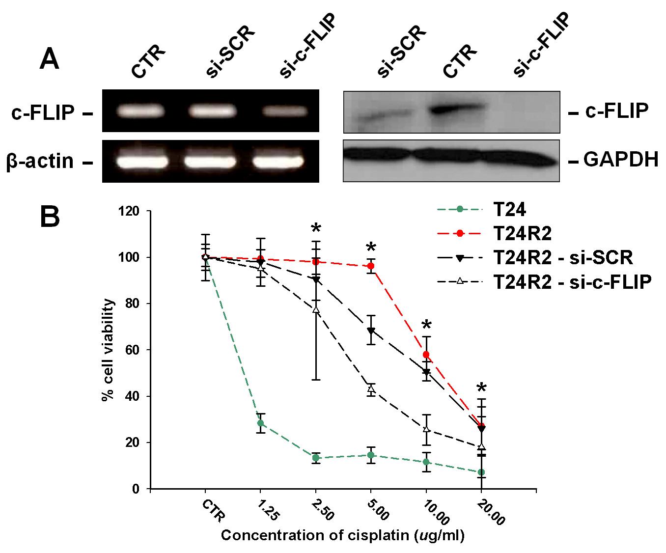 siRNA-mediated knockdown of c-FLIP in T24R2 cells. A) T24R2 cells were transfected with a control scrambled siRNA (Si-SCR) or an siRNA targeting c-FLIP (Si-c-FLIP). c-FLIP expression in indicated transfected cells at the mRNA and protein levels was determined by RT-PCR (left panel) and Western blot analysis (right panel). β-Actin and GAPDH were used as controls. B) Sensitivity of transfectant T24R2 cells to cisplatin. T24R2 cells transfected with scrambled siRNA or c-FLIP siRNA were exposed to increasing doses of cisplatin (1.25-20.0μg/ml) for 72 hours and viability of each cell was assessed by CCK-8 assay and compared with those of T24 and non-transfected T24R2 cells. Each data point represents for mean ± SD of at least three independent experiments and asterisks indicate significantly lower survival of c-FLIP transfected T24R2 cells compared with non-transfected T24R2 cells (p <0.05).
