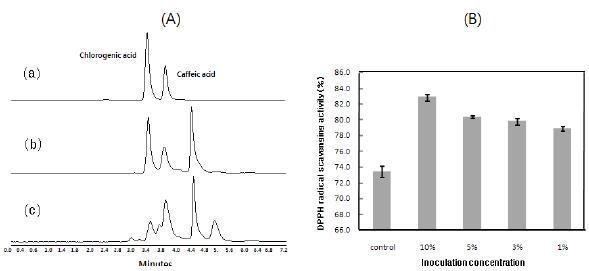 Functional analysis of the prepared dandelion fermented beverage with caffeic acid. (A) HPLC (B) DPPH radical scavanging activity