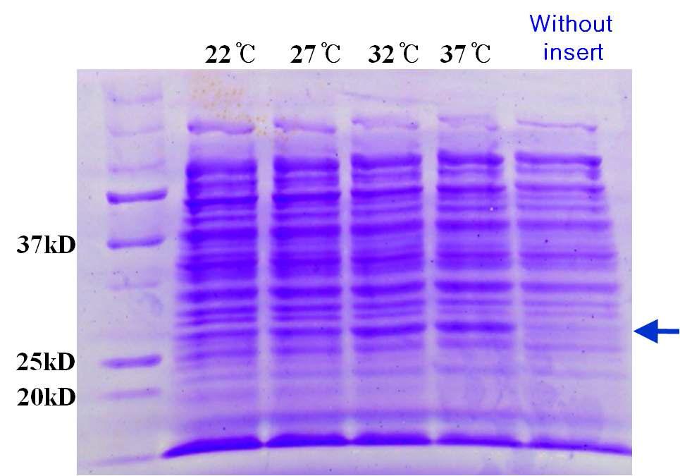 Fig 4. Cloning and expression of CE from L. acidophillus F-46 in E. coli BL21(DE3).