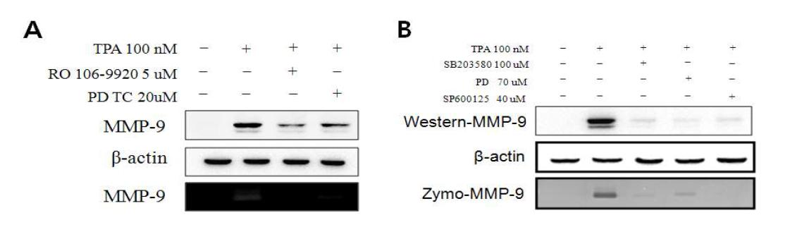 다양한 NF-kB, MAPK 억제제들에 의한 MMP-9 발현 억제 효과