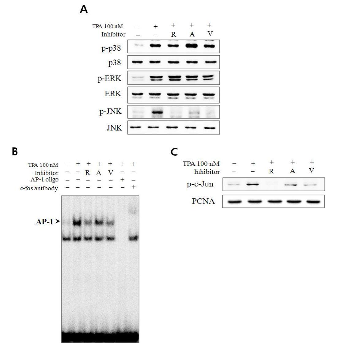 다양한 Aurora kinase 억제제에 의한 AP-1 활성 억제 효과