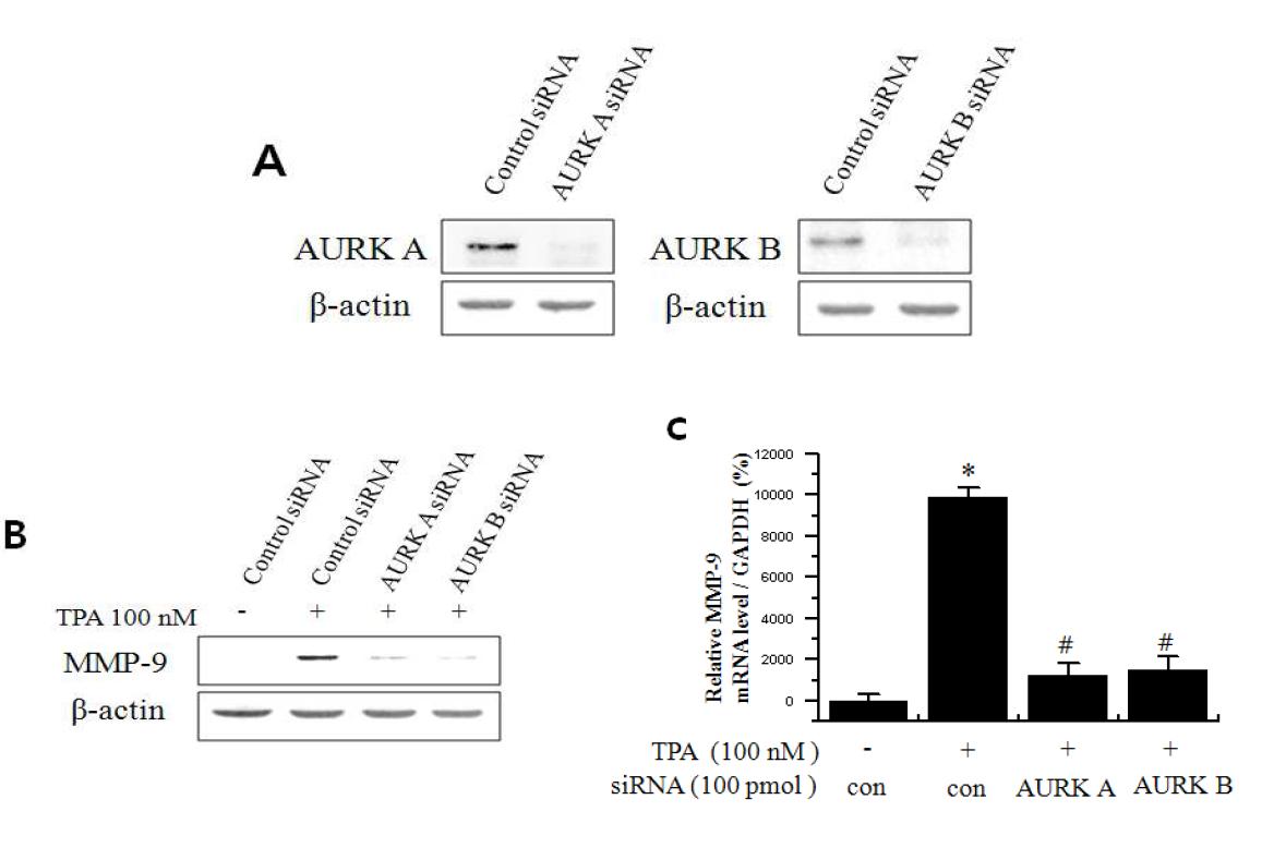 Aurora kinase siRNA에 의한 MMP-9 발현 억제 효과