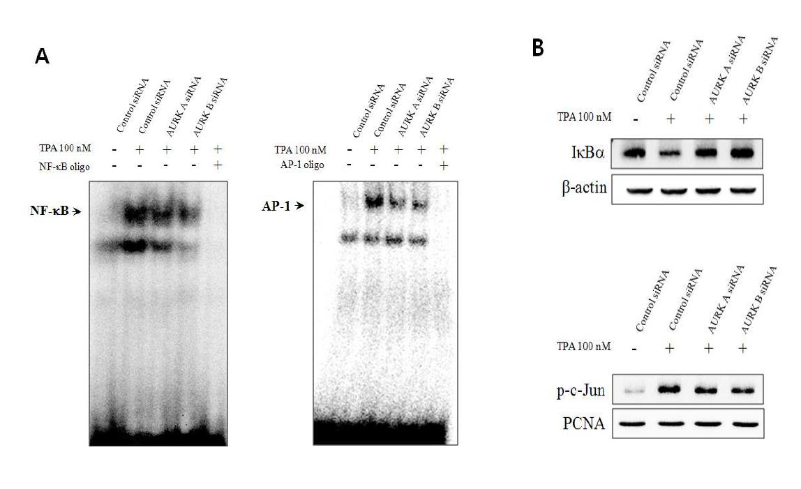 Aurora kinase siRNA에 의한 NF-kB, AP-1 활성 억제 효과
