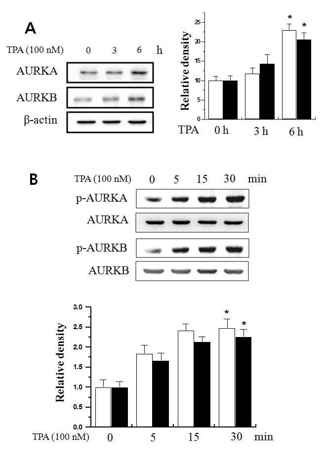 유방암 세포에서 TPA에 의한 Aurora kinase의 변화