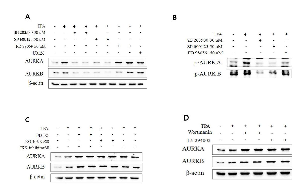유방암 세포에서 MAPK를 통해 TPA에 의해 유도되는 Aurora kinase