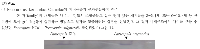 Paracapnia KUa와 Paracapnia stigmatica 비교○ Nemouridae, Leuctridae, Capniidae의 미정유충의 형태학적 연구실체 현미경하에서 충분히 관찰한 후 SEM을 이용하여 촬영하여 비교 분석을 통해 유사성과 특이성을 확인하였고 사육상자에서 우화한 성충과 기존의 종을 비교한 결과 Nemoura KUa는 Nemoura brevicercia, Nemoura KUb는 Nemoura gemma, Nemoura KUc는 Nemoura espera로 확인되었다. 또 Amphinemura KUa는 Amphinemura coreana, Amphinemura KUb는 Amphinemura rai, Amphinemura KUc는 Amphinemura steinmanni, Protonemura KUa는 Protonemura villosa로 확인되었다.