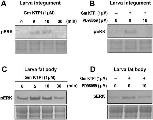 유충의 표피와 지방체에서 GmKTPI 처리에 따른 ERK의 인산화 및 PD98059에 의한 ERK의 인산화 억제