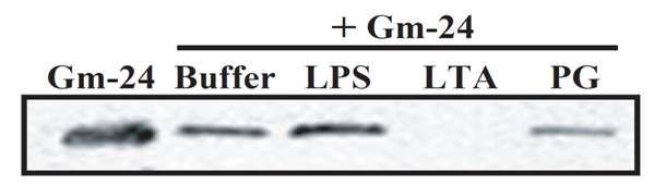 세포벽 성분과 binding assay