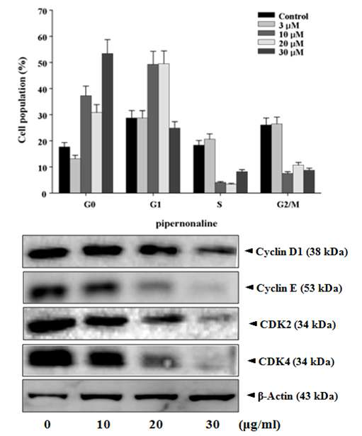 Cell cycle distribution and expression of cell cycle-related proteins on pipernonaline in PC-3 cells.