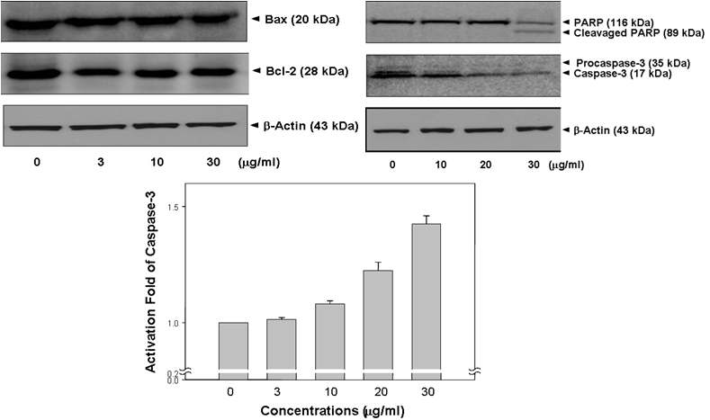 Expression of apoptotic-related proteins and caspase-3 activity on pipernonaline in PC-3 cells