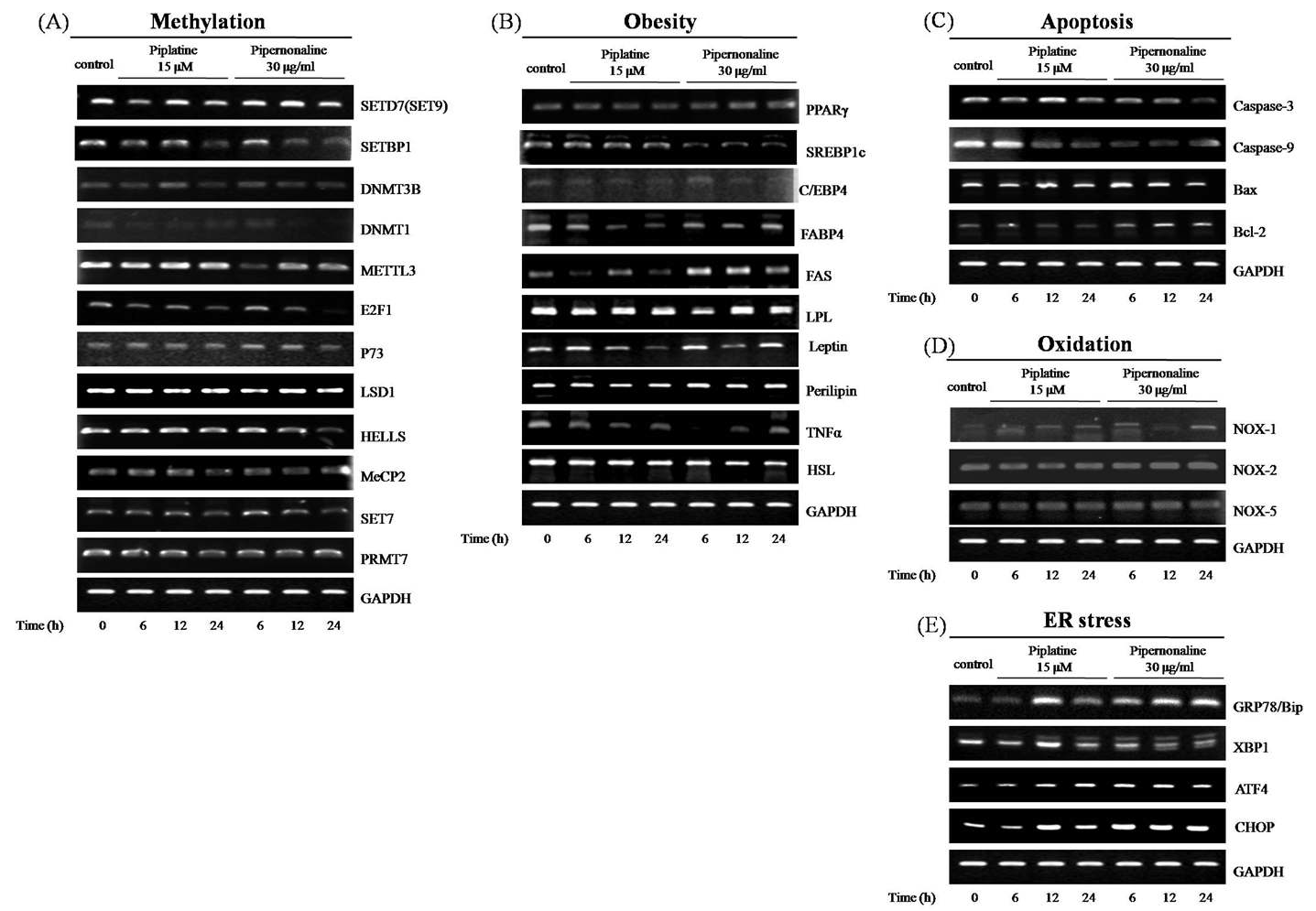 Bioactivity of Piper longum Linn regulates mRNA expression for each mechanism. (A) mRNA levels of methylation-related gene, (B) mRNA levels of obesity-related gene, (C) mRNA levels of apoptosis-related gene, (D) mRNA levels of oxidation-related gene, (E) mRNA levels of ER stress-related gene
