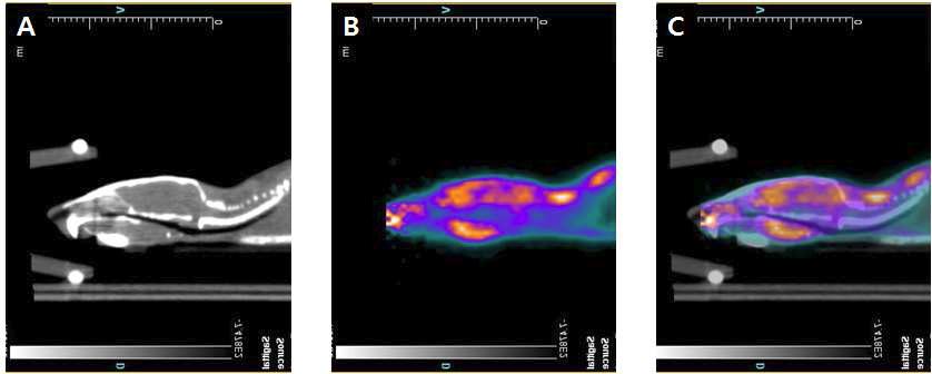 인플루엔자 바이러스 감염 후 회복한 성숙 마우스 뇌의 PET/CT 영상. A: CT image; B: PET image; C: PET/CT merged image