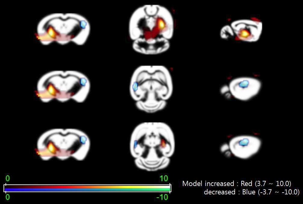 인플루엔자 바이러스 감염 후 회복한 성숙 마우스 뇌에서 18F-FDG uptake의 SPM 분석 결과.