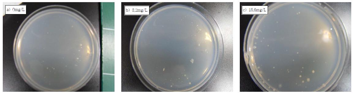 다른 농도의 diclofenac을 가진 M9 minimal medium에 대한 슬러지 희석액의 도말결과