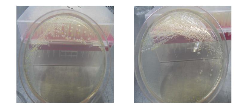 액체배지에 대하여 streaking 수행 결과