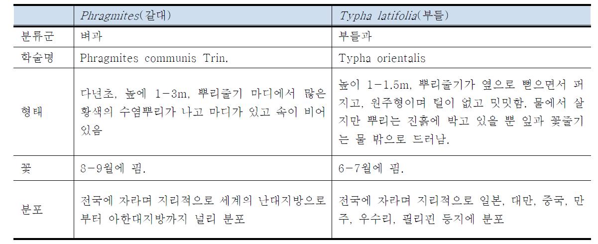 갈대 및 부들의 특성