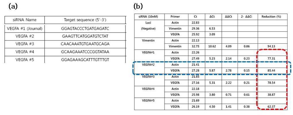 (a) siVEGF의 염기서열, (b) PCR 결과를 통한 siVEGF의 발현 억제 효율