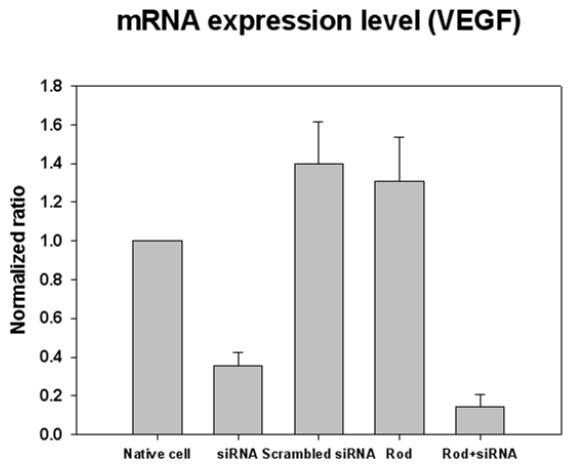 mRNA 발현 정도의 비교를 통한 나노복합체의 우수성